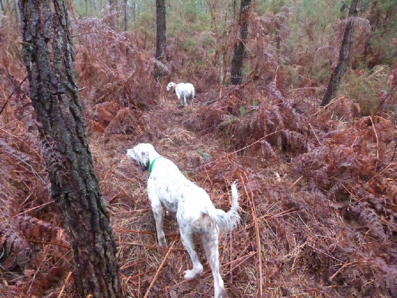 Chasse 2012